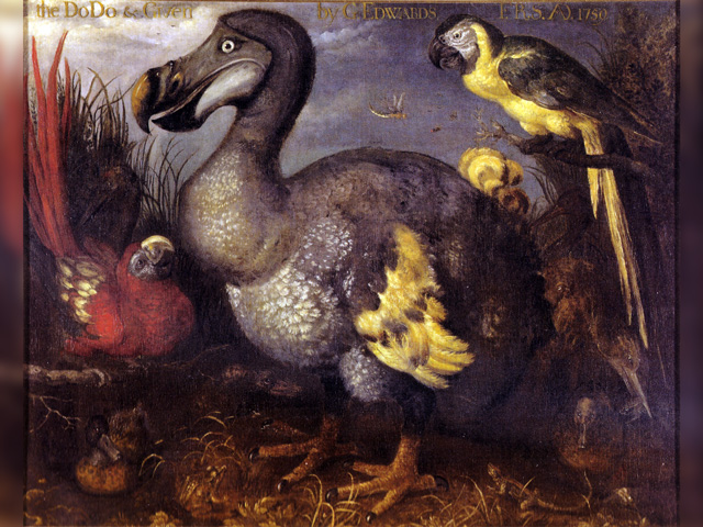 The family Bos taurus may actually be close to significant herd expansion, a last-ditch effort that the ill-fated dodo could never muster. (Painting by Roelant Savery, 1626 - public domain)